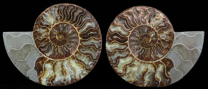 Cut & Polished Ammonite Fossil - Agatized #51241